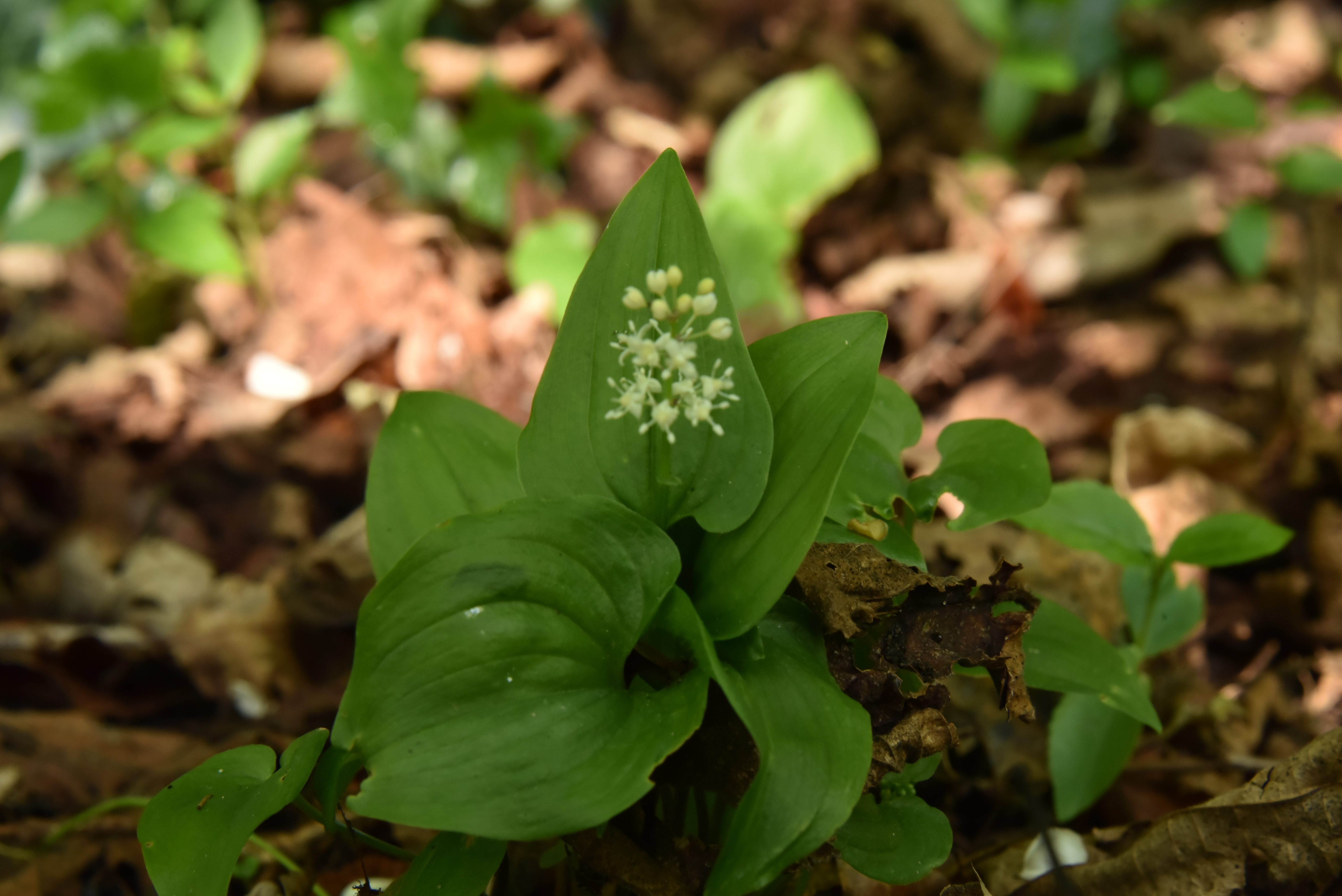 Maianthemum bifoliumDalkruid bestellen